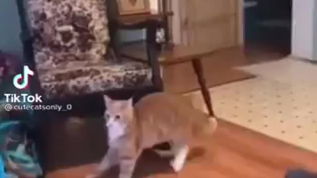 The cat doesn't really like polished parquet