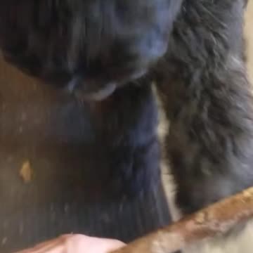 Great lesson with Bola today, shaping and pattering the back, sit, down, focus cues.