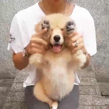 Cachorro de Golden Retriever juega a las escondidas