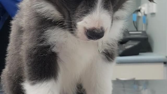 Grey white puppy blue collar can't stay awake at vet