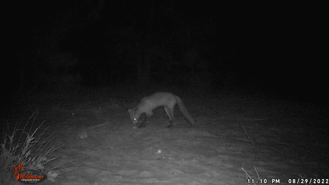 Red Fox Video Continued