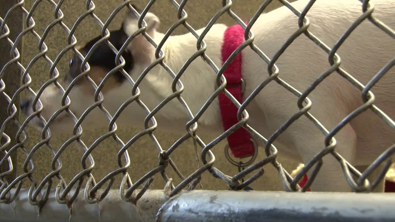 Crouching Dog in Animal Shelter Cage