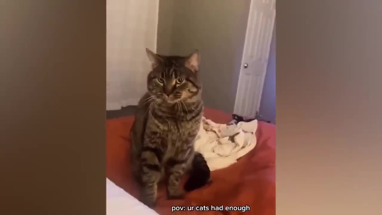 Funny cats 2024 | Funny animal videos | Funny dogs and cats videos 2024 | try not to laugh