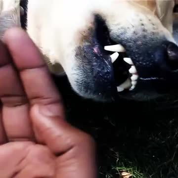 Love bite from this dog on his owner's hand.