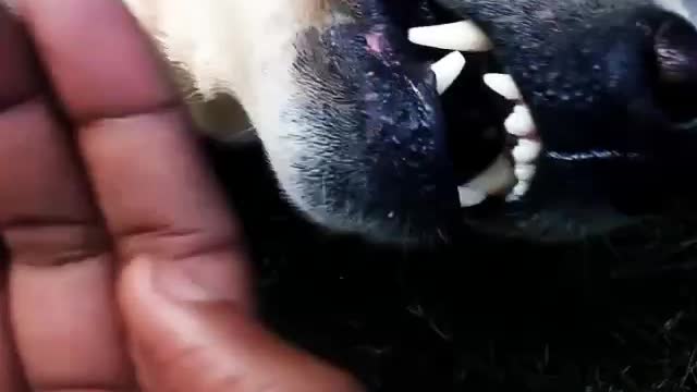 Love bite from this dog on his owner's hand.