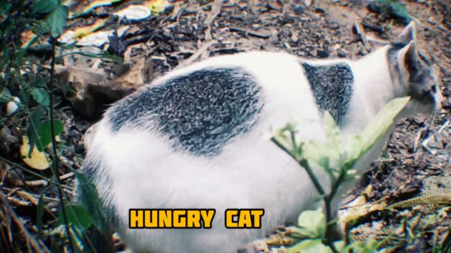 The cat scurries around in hunger to eat