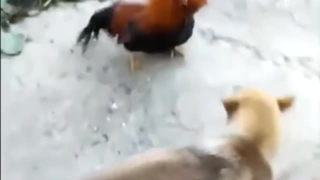 Dog fighting with chicken Amazing video || Dog vs chicken