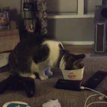 watch My cat is super special funny cat