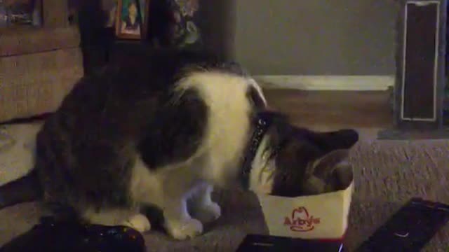 watch My cat is super special funny cat