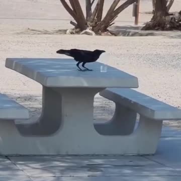 Crow Drinking Water
