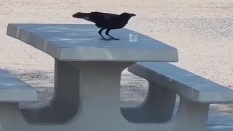 Crow Drinking Water