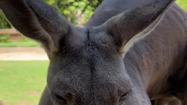 The kangaroo