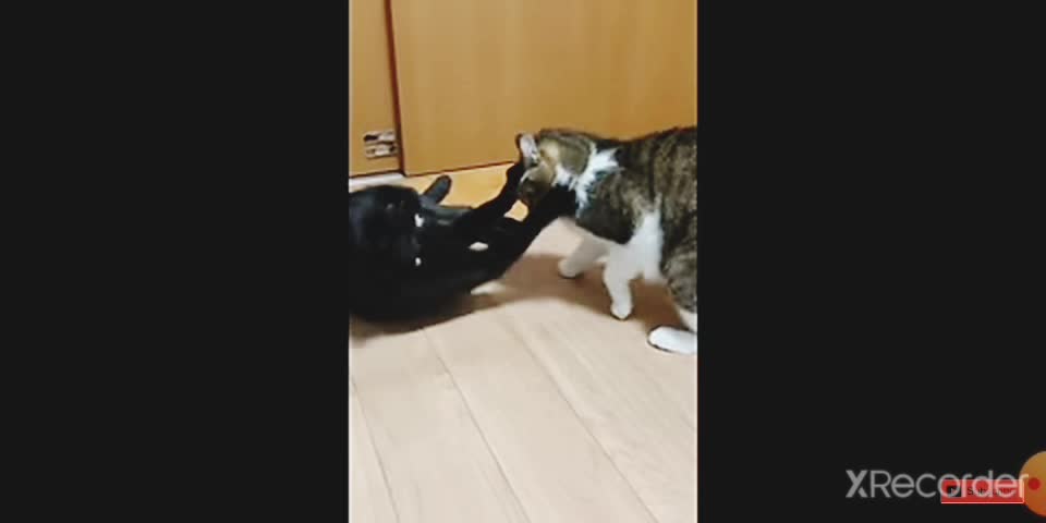 Funny 🐈 Cats