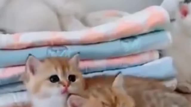 The Funniest Pets 😹 Don't try to hold back Laughter 🤣🤣
