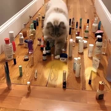 Not too bad! Guess I am a smart kitty after all