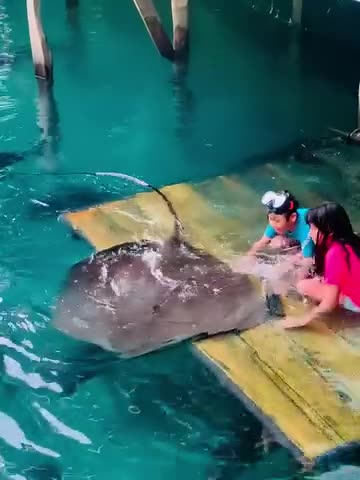 Seeing the kids happy with their new friend