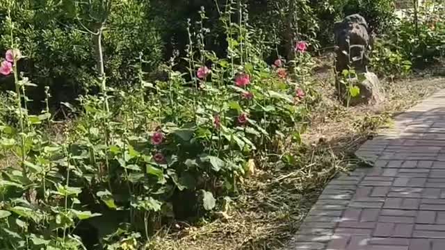 Cross this road to my house