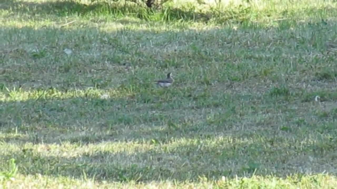 Wagtail bird