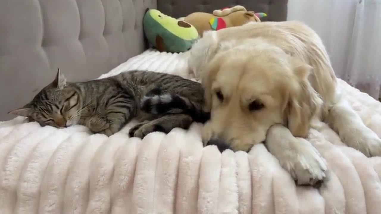 What Does a Golden Retriever do When He Finds Sleeping CAT