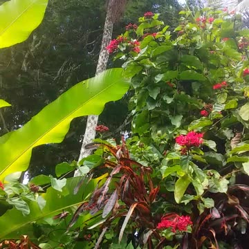 24.6.2024 Ulysses Butterflies