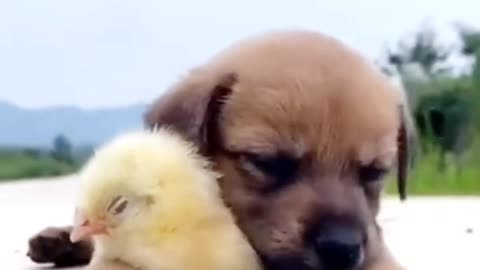 Dog caring a chickin