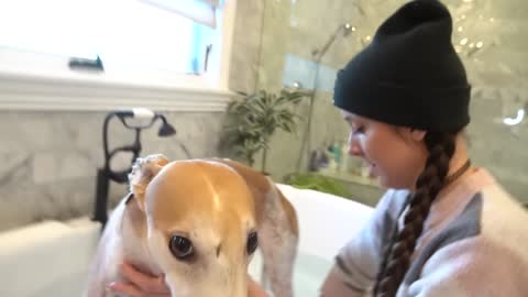 Giving a Dog their 1st Bath!