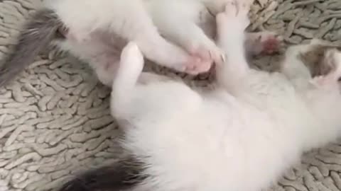 Cute baby cat