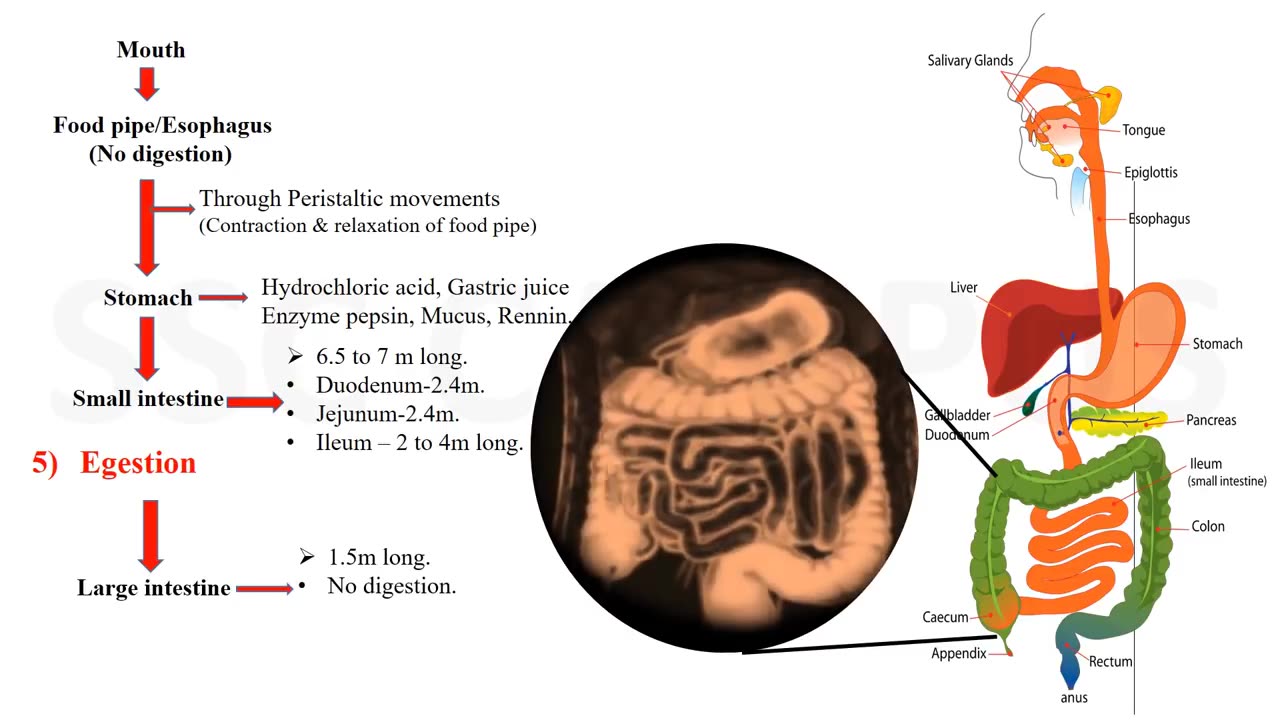 The complete process of digestion