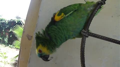 Parrot sing Luis Miguel