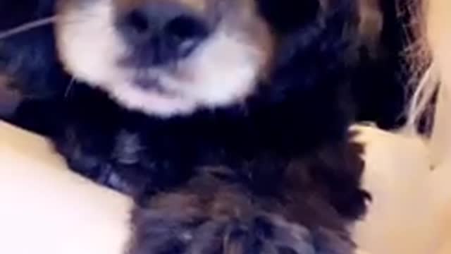 Funny dog tells owner about his day Part 2
