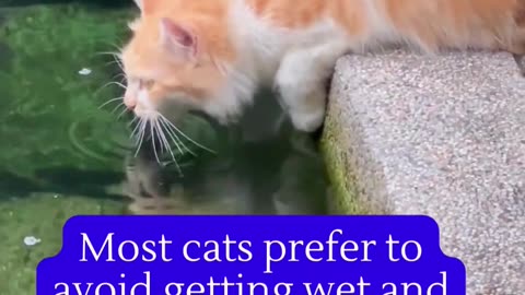Animal facts