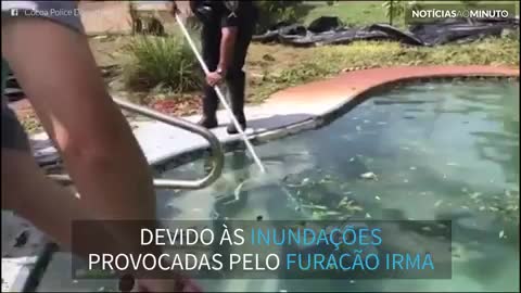 Filhote de jacaré é encontrado em uma piscina na Florida