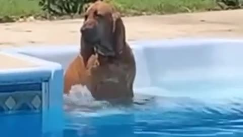 🤣 Funniest 🐶 Dogs - Awesome Funny Pet Animals Videos 😇