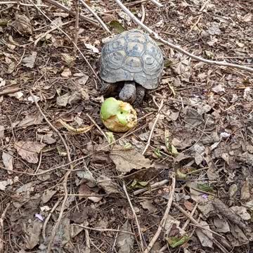 Turtle eats a #pear# In the yard of my #house 1