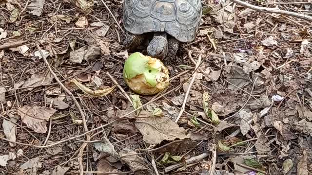 Turtle eats a #pear# In the yard of my #house 1