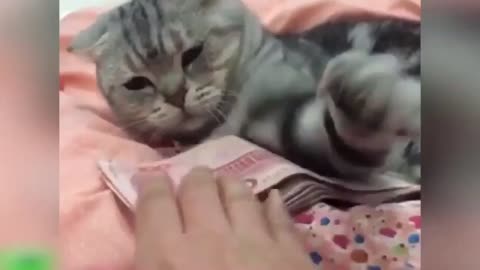 Cat does not release bills
