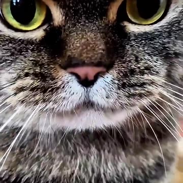 "Cats & More Cats: The Ultimate Feline Shenanigans! 😹🐾" Part 5