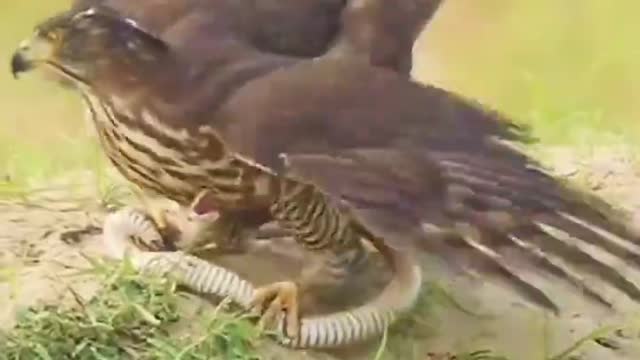 The fight between an eagle and a python