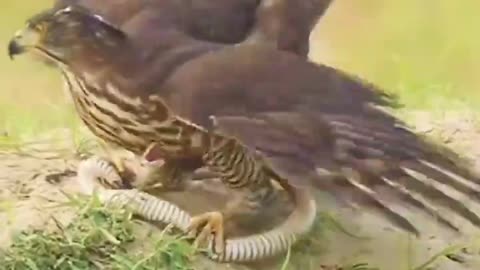 The fight between an eagle and a python