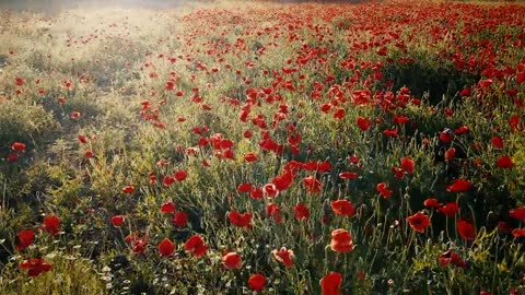 Red Tulips flowers