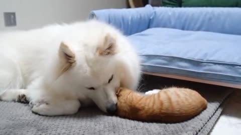 cute cat with dog'