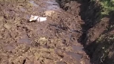 Funniest Cats And Dogs videos 2024