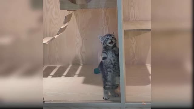 This kitten is so cute 😍 Will astonish you with her cute tricks