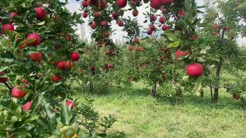 NORT AMERICA MOST LUSH APPELE ORCHARD