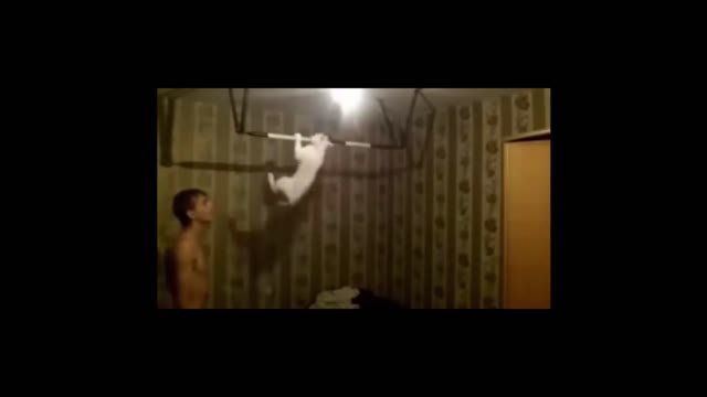 Cat training on a horizontal bar