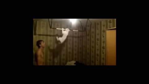 Cat training on a horizontal bar