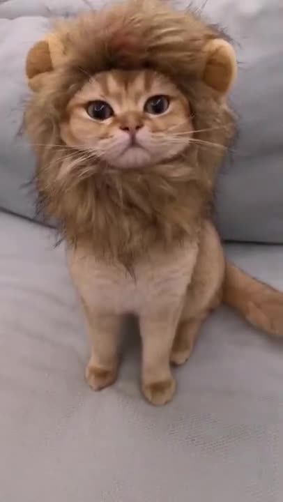 Noisy kittens waiting for dinner!