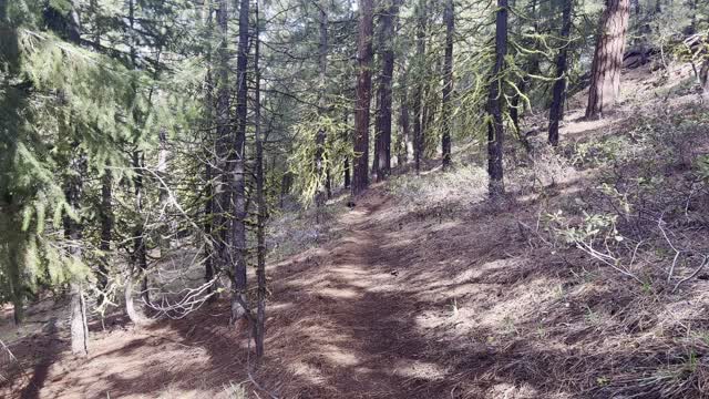 Grove of Mossy Old Growth Trees Amongst Ponderosa Pines – Black Butte Trail – 4K