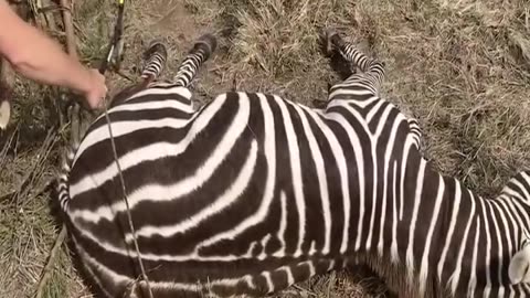 The zebra was saved!!