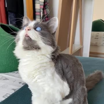 Blind Cat Still Finds A Way To Play With Toys